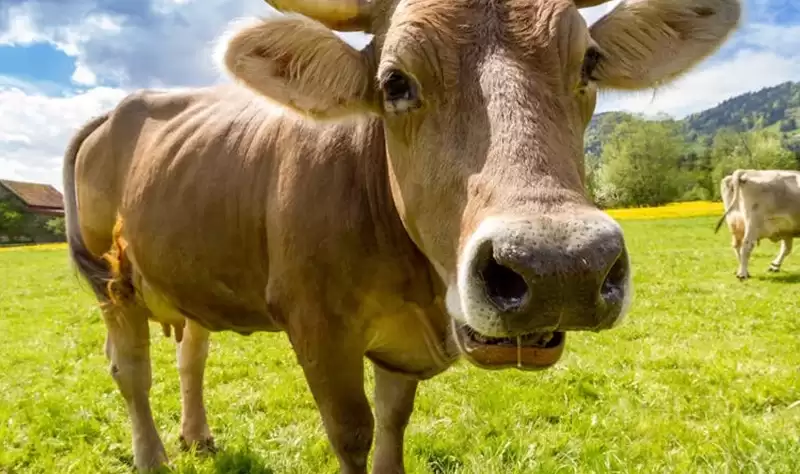 Wendell Berry said it best when he said that “eating is an agricultural act.” Our mission is to change the food system by providing a healthy, fresh alternative to industrial food.