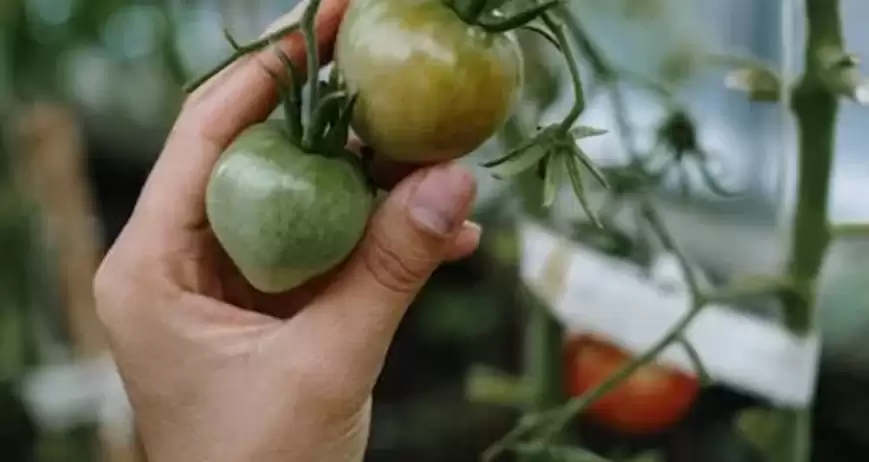 Organic farms avoid toxic inputs, improve soil health, grow clean, sustainable food that supports nature.
