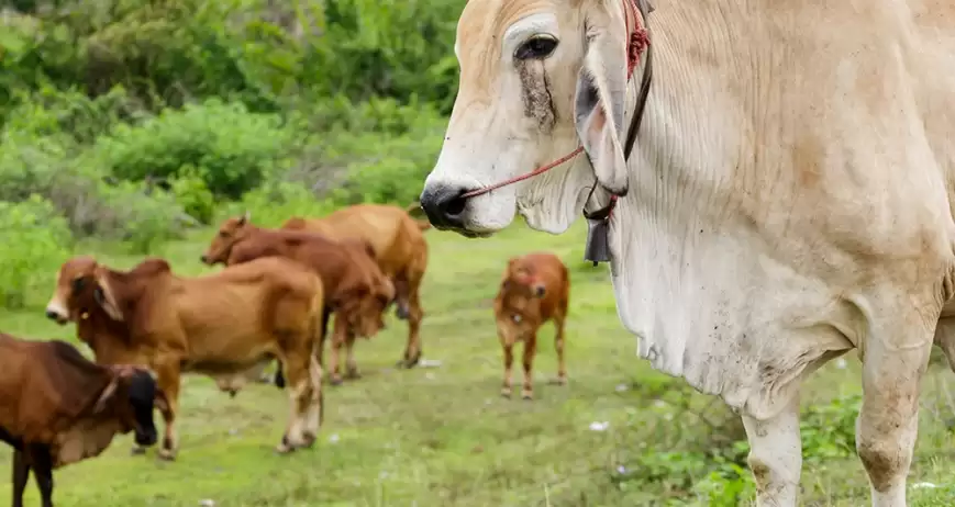Organic farms avoid toxic inputs, improve soil health, grow clean, sustainable food that supports nature.